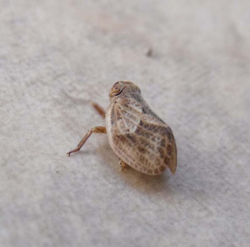 Omottero maremmano: Issidae